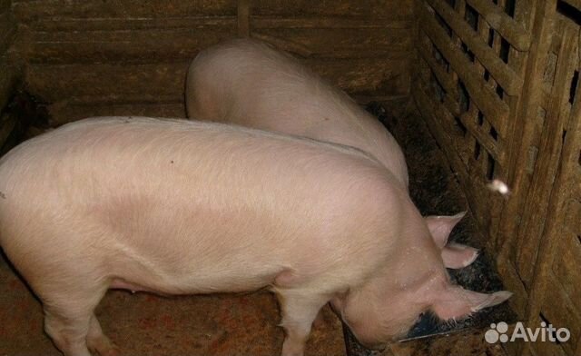 Свиньи на мясо, живым весом купить на Зозу.ру - фотография № 2