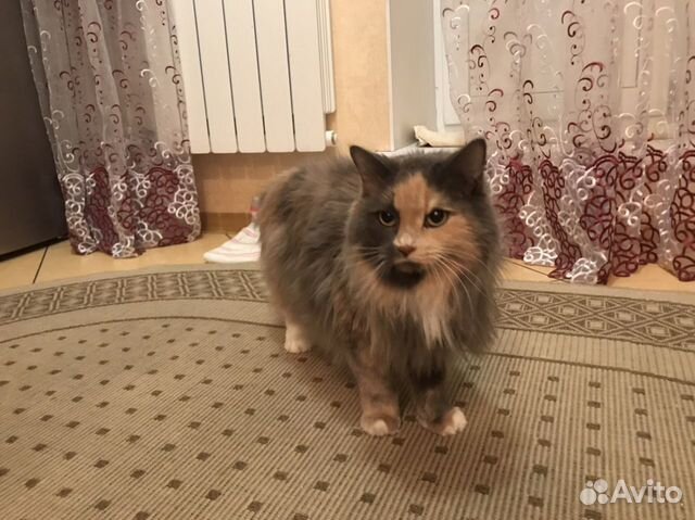 Кошечка ищет новый дом купить на Зозу.ру - фотография № 2