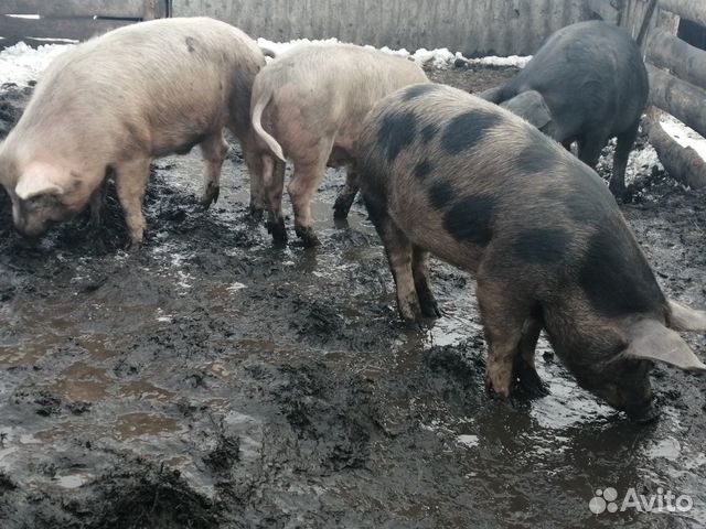 Продам кочкора и свиней купить на Зозу.ру - фотография № 4