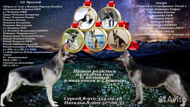 Продажа щенков восточноевропейской овчарки купить на Зозу.ру - фотография № 1