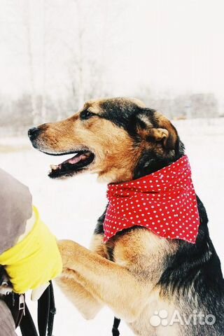 Собака Стенли Брамс в добрые руки бесплатно купить на Зозу.ру - фотография № 7