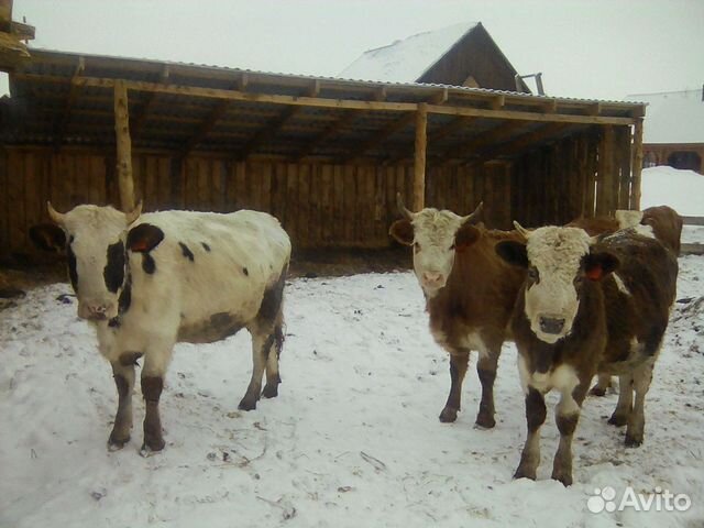 Телка нетель корова купить на Зозу.ру - фотография № 3