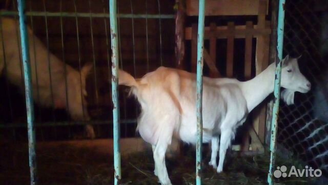Продается коза дойная зааненской породы купить на Зозу.ру - фотография № 1