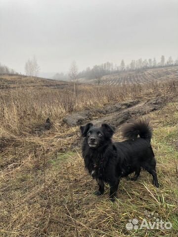Пропала собака купить на Зозу.ру - фотография № 2