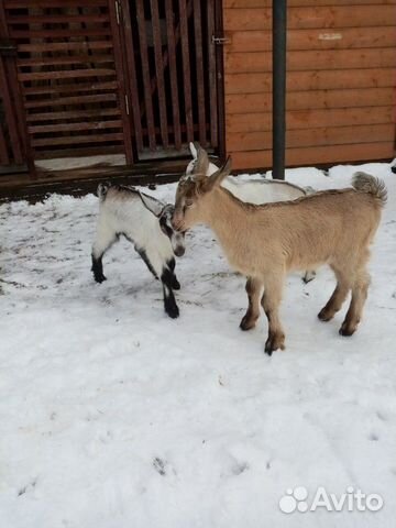 Альпийские козы купить на Зозу.ру - фотография № 1