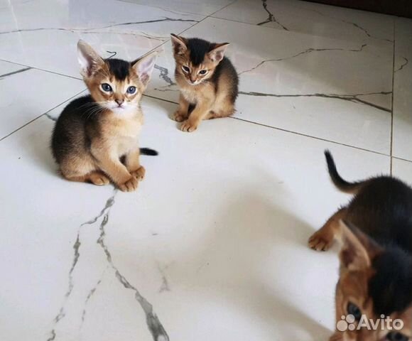 Абиссинские котята на подарок к 8 марта купить на Зозу.ру - фотография № 8
