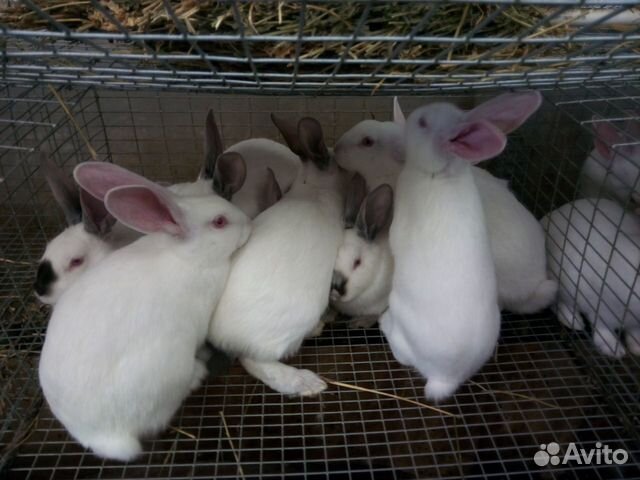 Кролики породы Хиплус (Hyplus) купить на Зозу.ру - фотография № 1