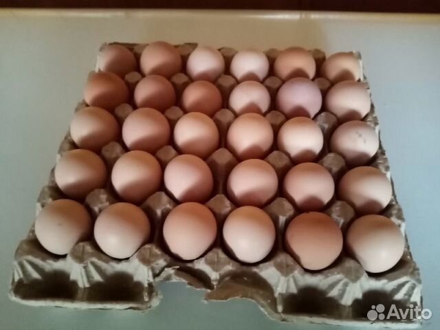 Инкубационные яйца джерсиский гигант купить на Зозу.ру - фотография № 3