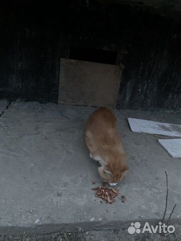 Потеряшка рыжий кот купить на Зозу.ру - фотография № 4