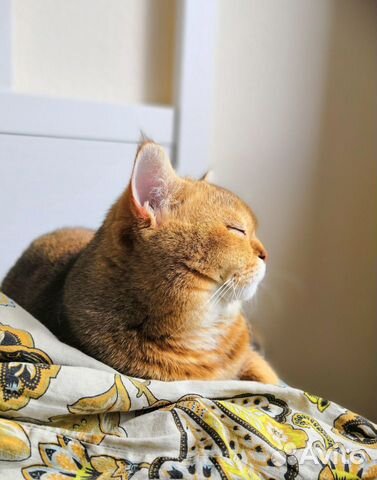 Вязка шотландский кот. Золотая шиншилла купить на Зозу.ру - фотография № 1