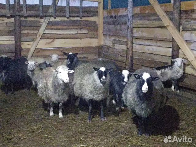 Продам овцы, ярки, бараны, егнят, овцы суягные раз купить на Зозу.ру - фотография № 2