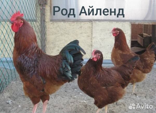 Инкубационное яйцо породной птицы купить на Зозу.ру - фотография № 6