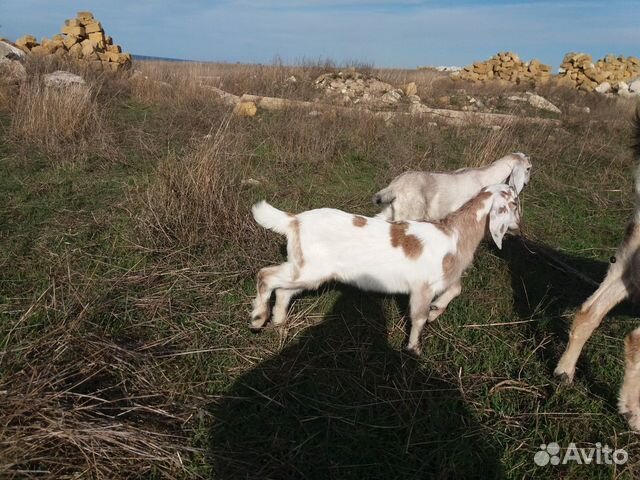 Нубийские козы купить на Зозу.ру - фотография № 7