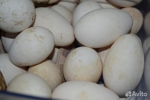 Инкубационное гусиное яйцо купить на Зозу.ру - фотография № 1