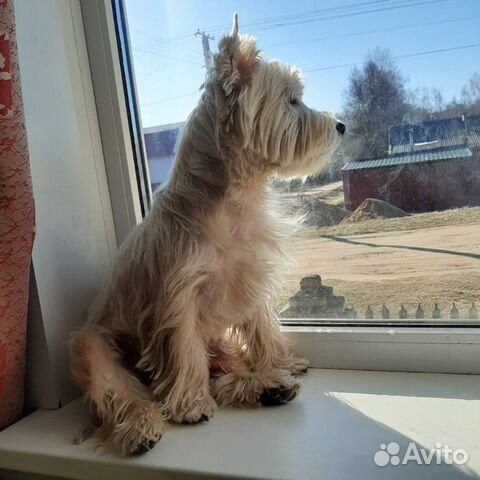 West-highland-white-terrier купить на Зозу.ру - фотография № 3