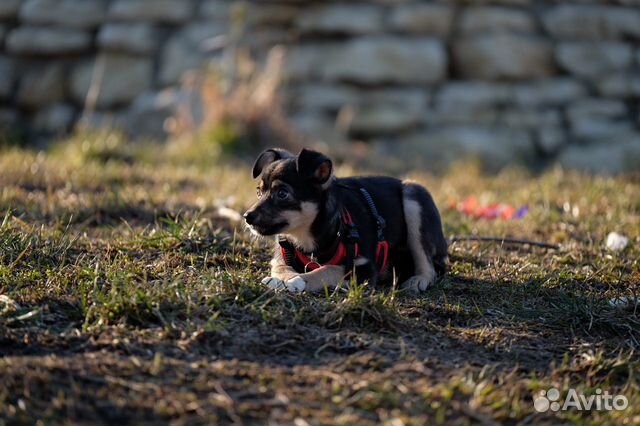 Щенок маленькой собачки ищет лучшую семью купить на Зозу.ру - фотография № 4