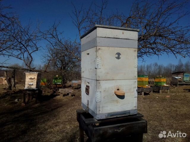 Ульи, пчелы купить на Зозу.ру - фотография № 2