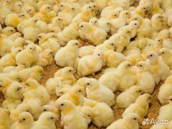 Цыплята,гусята,утята(домашние) купить на Зозу.ру - фотография № 1