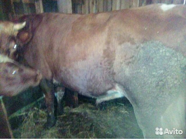 Продам двух красавцев быка И телочку 6 и 5,5 месяц купить на Зозу.ру - фотография № 4