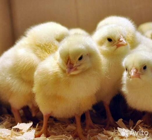 Цыплята всех видов оптом и в розницу купить на Зозу.ру - фотография № 1