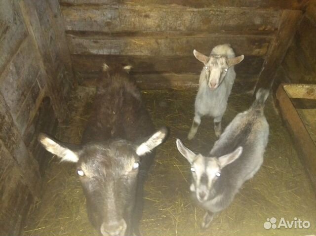 Свинья,коза и козлята купить на Зозу.ру - фотография № 4
