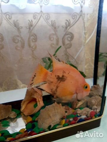 Рыба(красный папугай) купить на Зозу.ру - фотография № 2