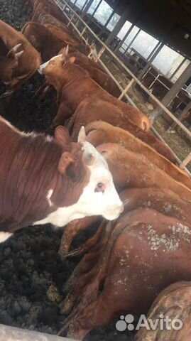 Бычки на мясо Бычки на мясо