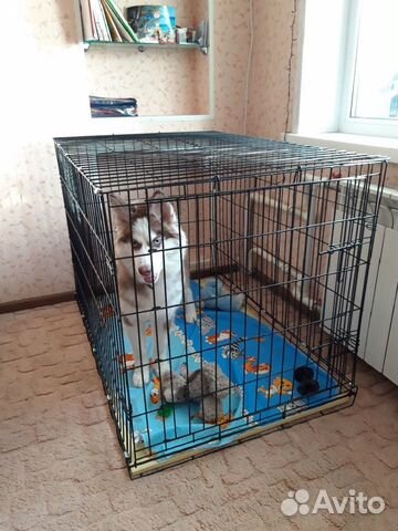 Клетки для собак и клетка для котика