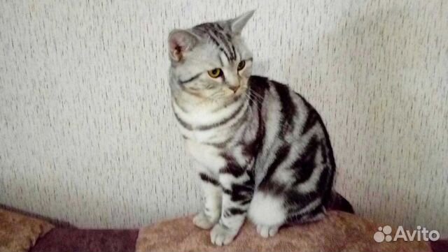 Котик ждет вас в гости пишите перезвоню