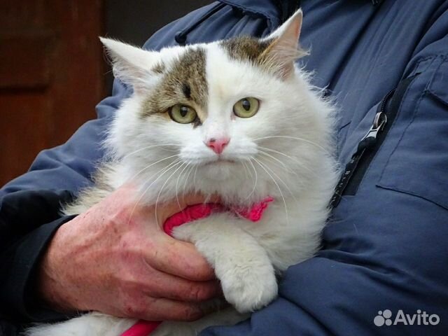 Очень ласковая стерилизованная кошечка Пуша