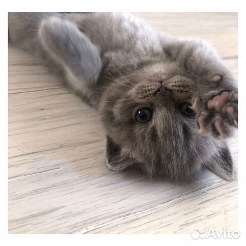 Плюшевые котята