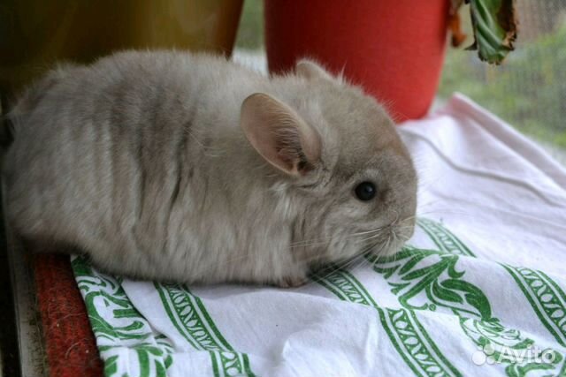 Шиншилла