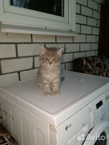 Отдам котят в добрые ручки