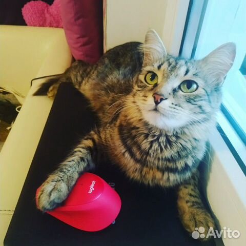 Кошка ищет дом Кошка ищет дом