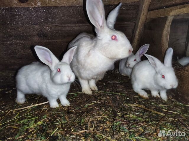 Купить кроликов в орле. Белый Паннон кролик. Авито кролики. Рацион питания кроликов белый Паннон. Кролики на авито в Рязанской области.