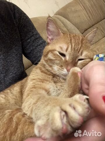 Котик Локи Котик Локи