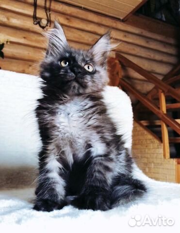 Кошечка мейн-кун