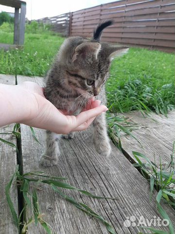 Кошка Кошка