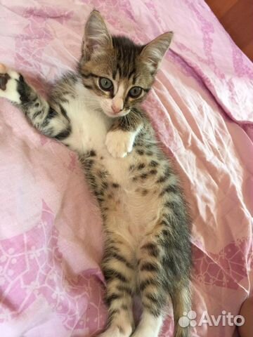 Котёнок-мальчик в добрые руки
