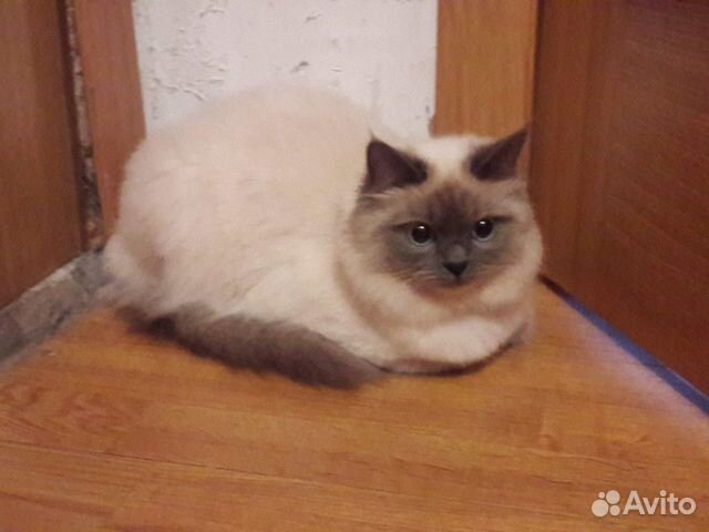 Невские маскарадные котята