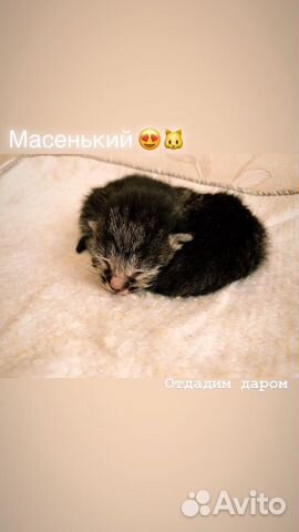 Котята Котята