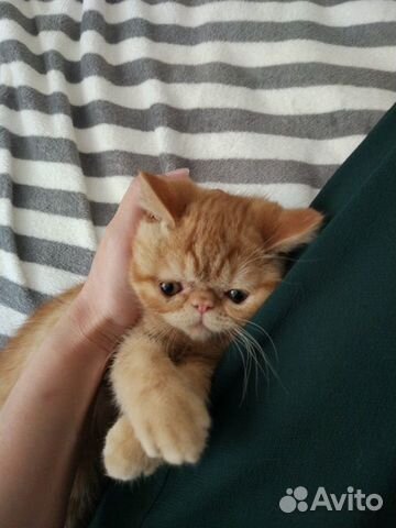Котята экзотической короткошерстной