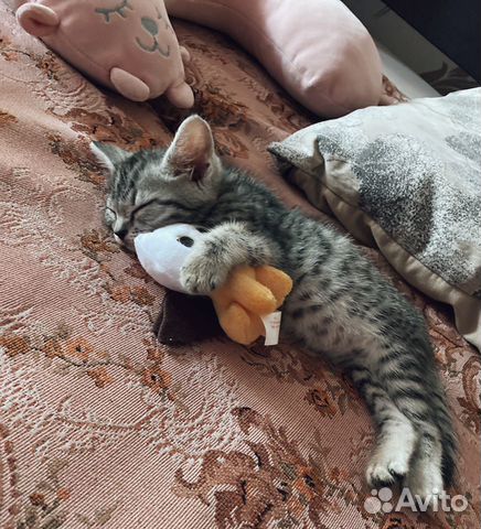 Котенок шотландский Котенок шотландский