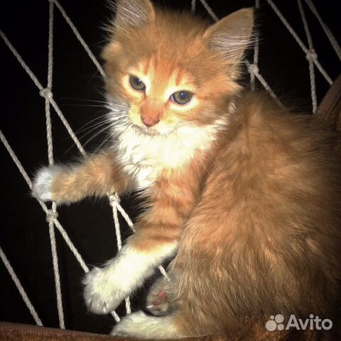 Кошка Кошка