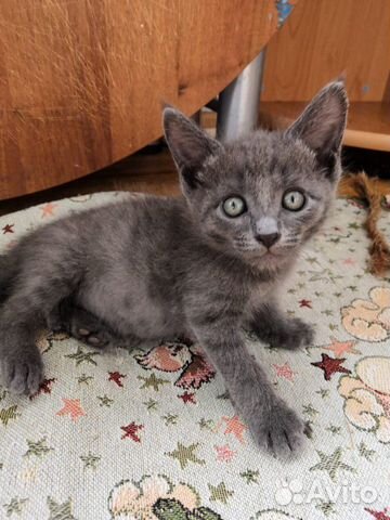 Чудесный котёнок мальчик в добрые руки Чудесный котёнок мальчик в добрые руки