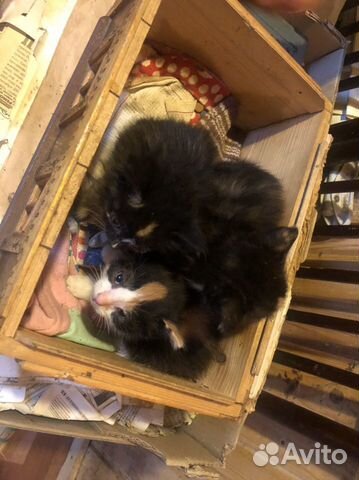 Котята в добрые руки Котята в добрые руки