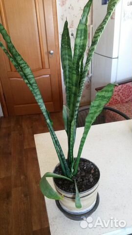 Сансевиерия (щучий хвост, тёщин язык)