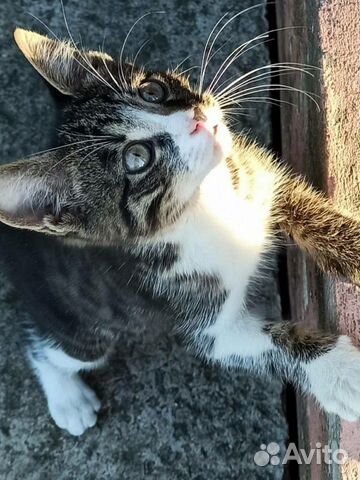 Кошка