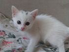 Белый котенок с разными глазами объявление продам