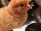 Суточные цыплята,гусята, утята, индюшата на 2022г объявление продам